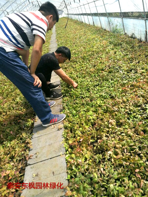 夏日來臨，當(dāng)你吹空調(diào)喊熱的時(shí)候，讓我?guī)阋黄鹱哌M(jìn)東楓園林體驗(yàn)一下東楓人高溫下工作不一樣的夏日風(fēng)采
