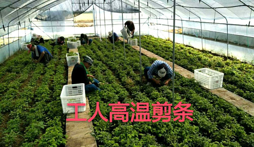 夏日來臨，當(dāng)你吹空調(diào)喊熱的時(shí)候，讓我?guī)阋黄鹱哌M(jìn)東楓園林體驗(yàn)一下東楓人高溫下工作不一樣的夏日風(fēng)采