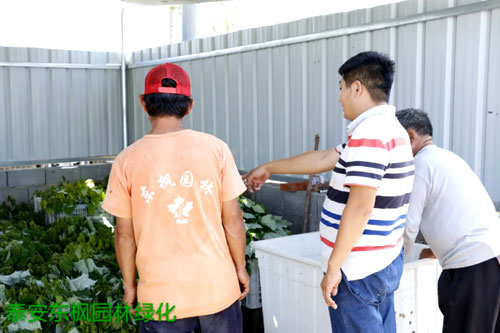 夏日來臨，當(dāng)你吹空調(diào)喊熱的時(shí)候，讓我?guī)阋黄鹱哌M(jìn)東楓園林體驗(yàn)一下東楓人高溫下工作不一樣的夏日風(fēng)采