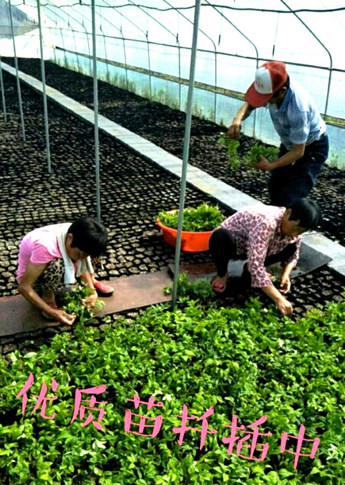 夏日來臨，當(dāng)你吹空調(diào)喊熱的時(shí)候，讓我?guī)阋黄鹱哌M(jìn)東楓園林體驗(yàn)一下東楓人高溫下工作不一樣的夏日風(fēng)采