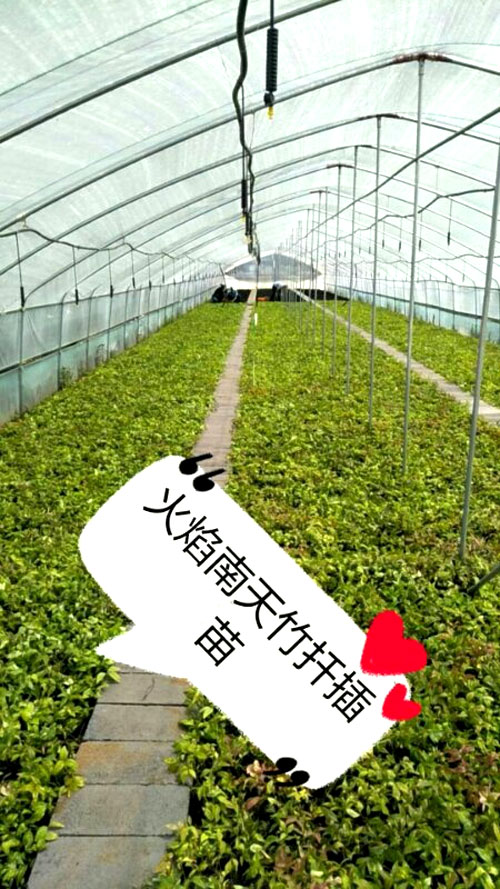 夏日來臨，當(dāng)你吹空調(diào)喊熱的時(shí)候，讓我?guī)阋黄鹱哌M(jìn)東楓園林體驗(yàn)一下東楓人高溫下工作不一樣的夏日風(fēng)采
