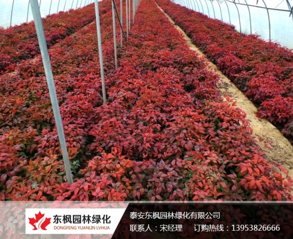 養(yǎng)護(hù)火焰南天竹注意事項
