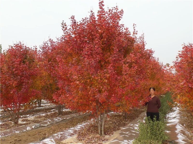 彩色苗木之王—美國紅楓，還能紅多久？