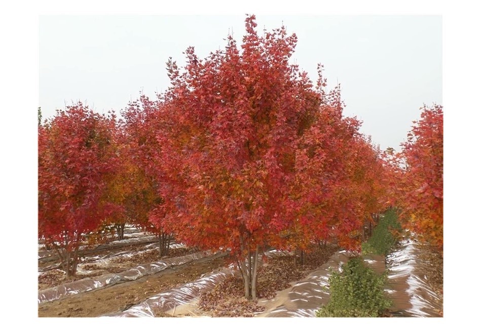 彩色苗木之王—美國紅楓，還能紅多久？