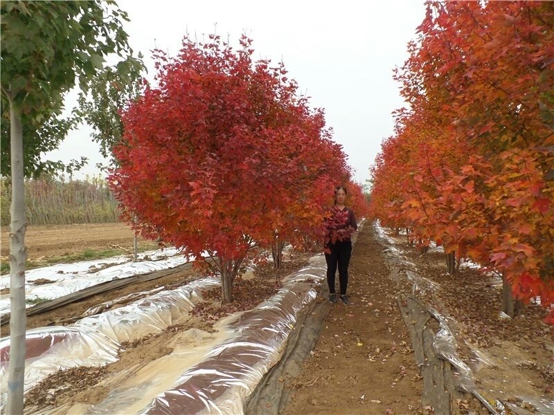 彩色苗木之王—美國紅楓，還能紅多久？