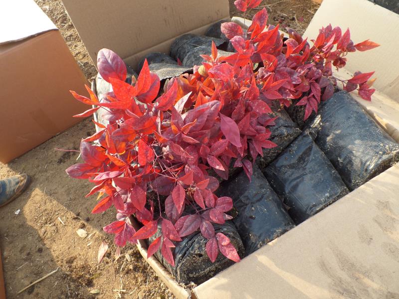 火焰南天竹入市以來熱度不減，未來幾年市場好！