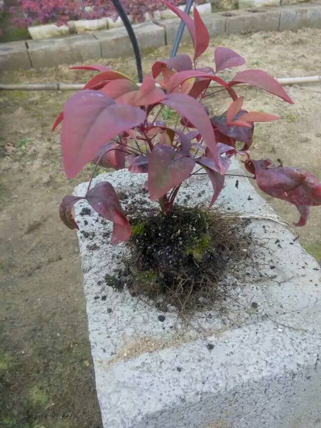 火焰南天竹入市以來熱度不減，未來幾年市場好！
