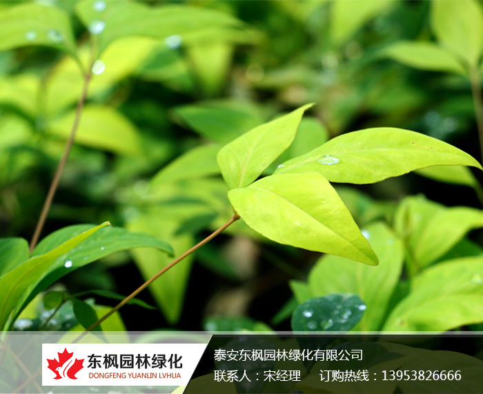 火焰南天竹栽種、澆水、施肥等及擺放環(huán)境