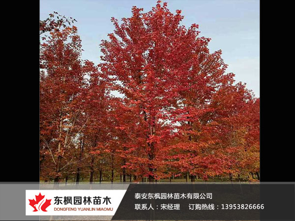 紅點紅楓