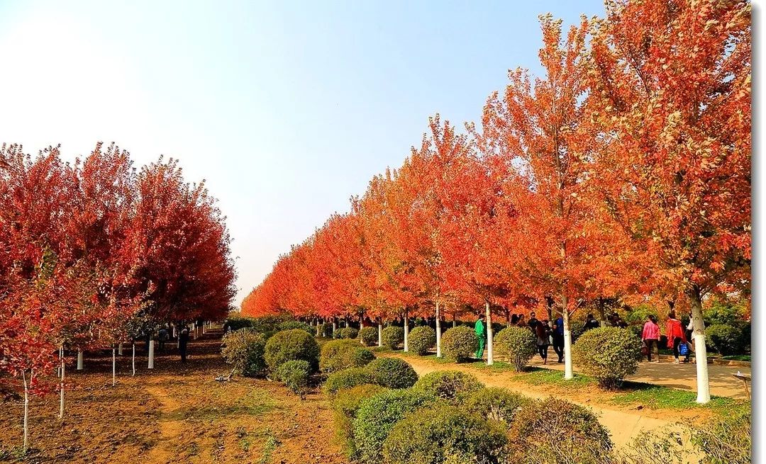它，秋之?huà)勺印绹?guó)紅點(diǎn)紅楓