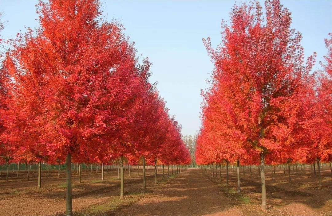 它，秋之?huà)勺印绹?guó)紅點(diǎn)紅楓