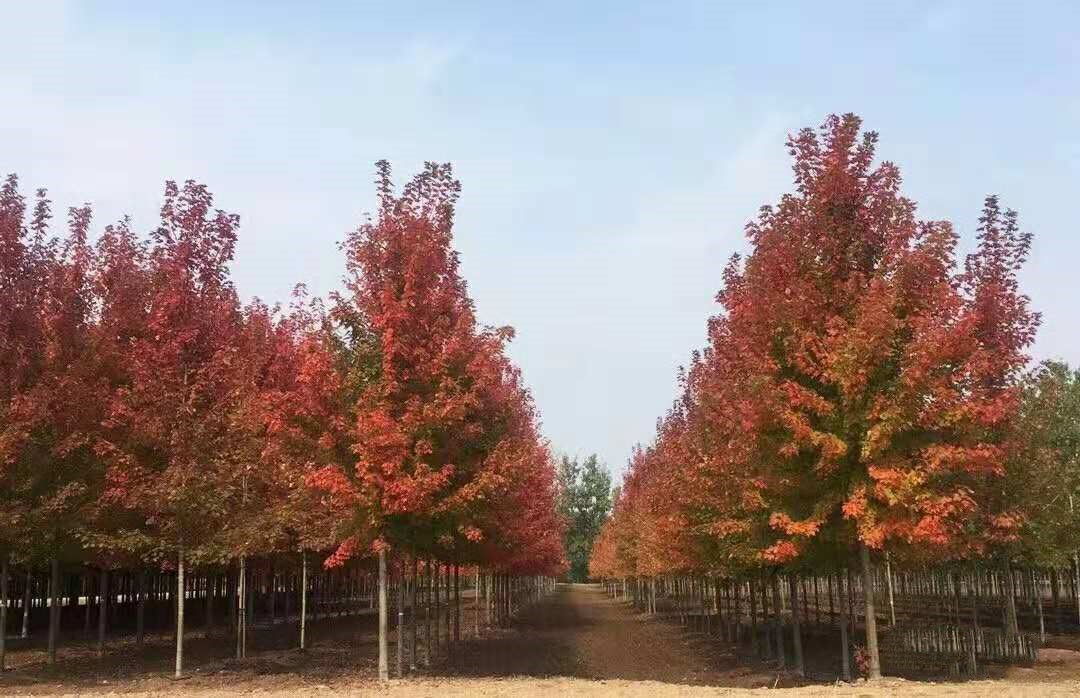 它，秋之?huà)勺印绹?guó)紅點(diǎn)紅楓