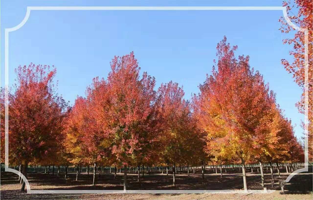 它，秋之?huà)勺印绹?guó)紅點(diǎn)紅楓