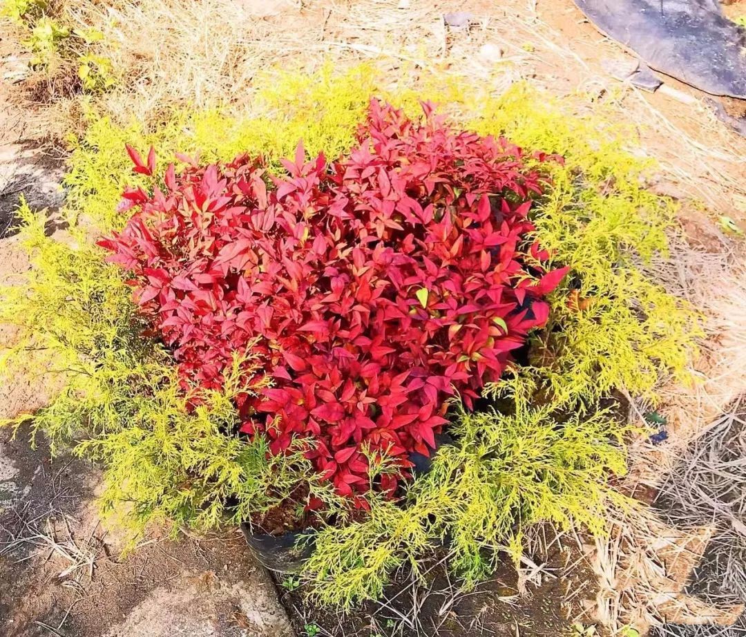 凌霜傲雪，夏透碧翠；近凝眸，紅光瀲艷，精神抖擻------火焰南天竹