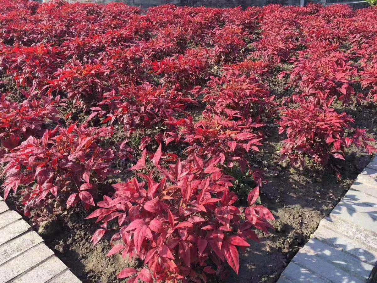 凌霜傲雪，夏透碧翠；近凝眸，紅光瀲艷，精神抖擻------火焰南天竹