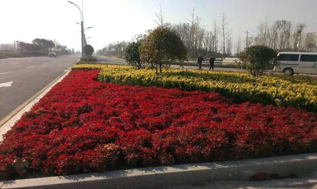 凌霜傲雪，夏透碧翠；近凝眸，紅光瀲艷，精神抖擻------火焰南天竹