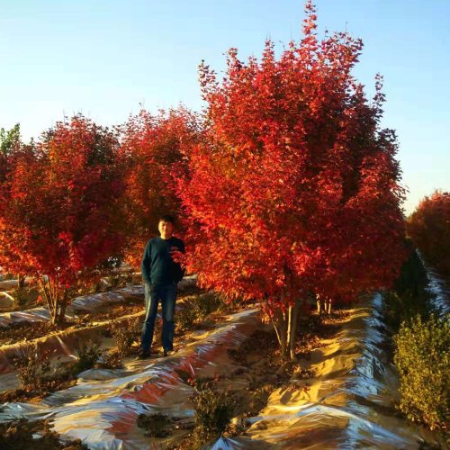 叢生多桿苗木市場(chǎng)需求火爆，叢生紅點(diǎn)紅楓正在逐漸走俏……