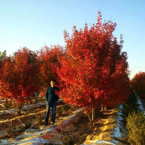 叢生多桿苗木市場(chǎng)需求火爆，叢生紅點(diǎn)紅楓正在逐漸走俏……