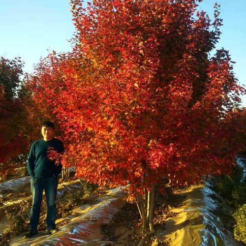 叢生多桿苗木市場(chǎng)需求火爆，叢生紅點(diǎn)紅楓正在逐漸走俏……