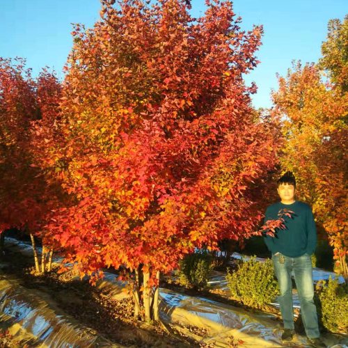 叢生多桿苗木市場(chǎng)需求火爆，叢生紅點(diǎn)紅楓正在逐漸走俏……