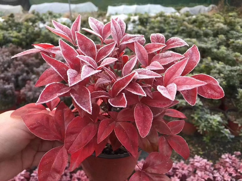 選對種苗，做好產(chǎn)品，才能未來可期！火焰南天竹、叢生紅點紅楓、紫薇花瓶