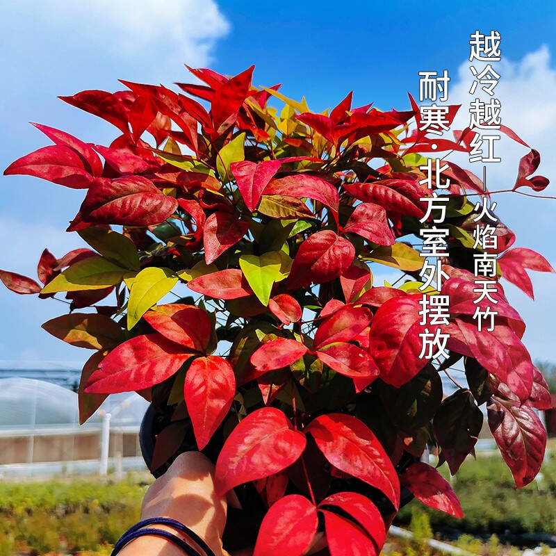 火焰南天竹——在冰冷的冬天，送你暖的色彩！
