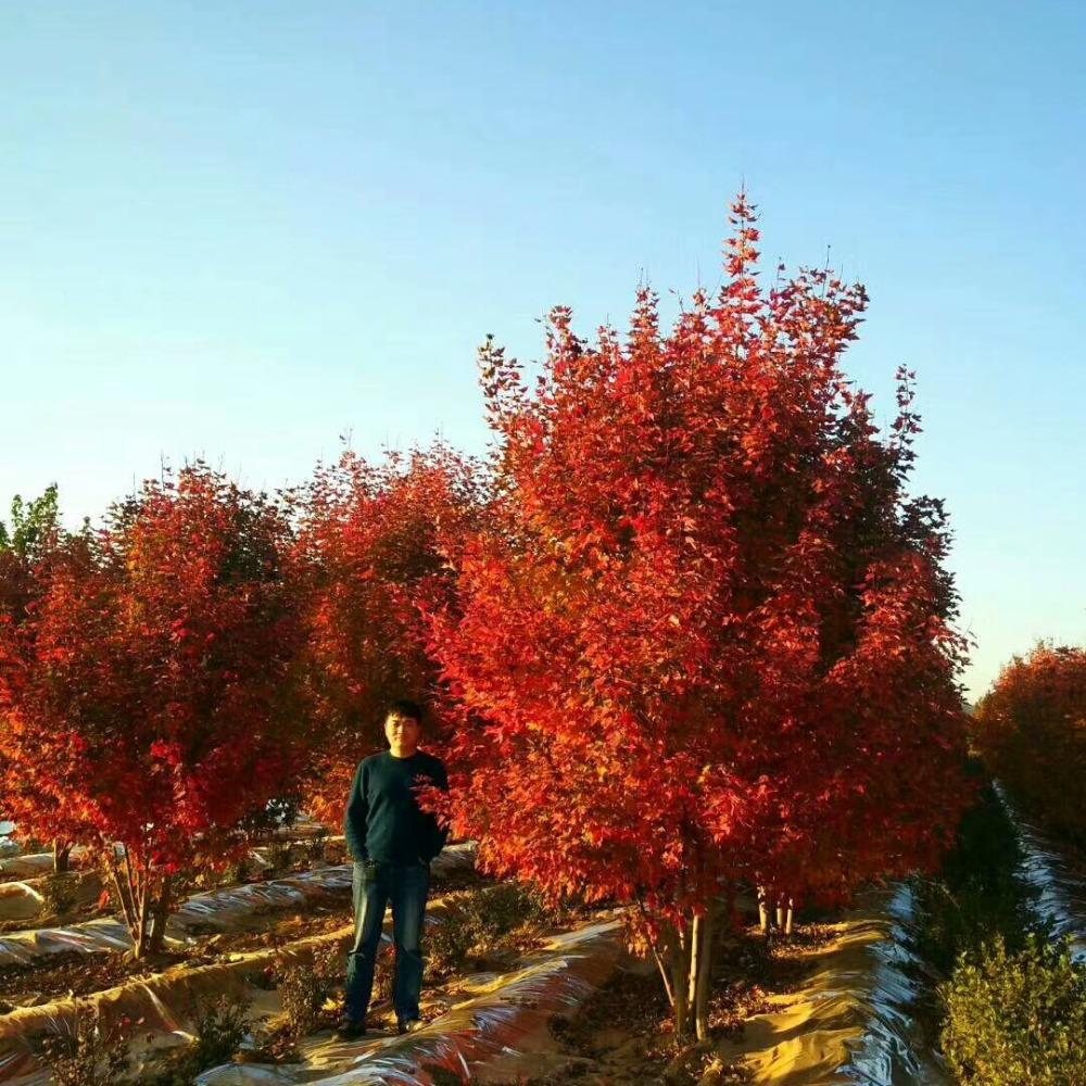 美國紅楓，在砥礪前行中預(yù)見未來